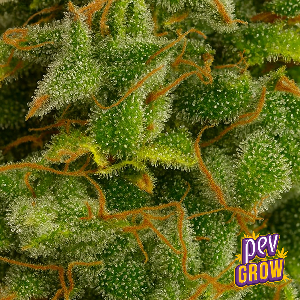 Monster Glue Spain Seeds
